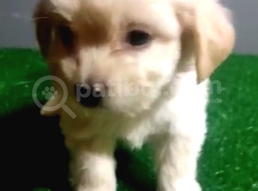 Orijinal Maltipoo Yavrular