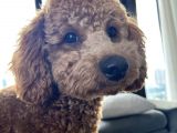 1 Yaş 2 Aylık Eğitimli Minyatür Poodle 7Kg