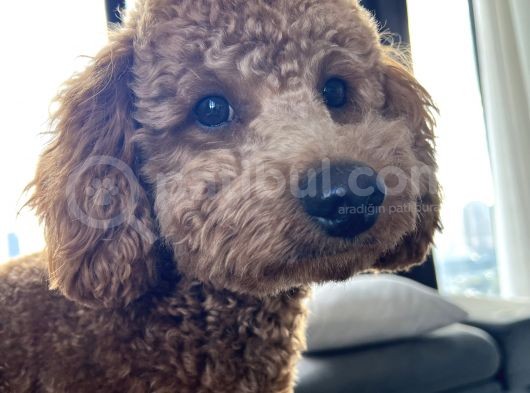 1 Yaş 2 Aylık Eğitimli Minyatür Poodle 7Kg görsel