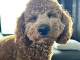 1 Yaş 2 Aylık Eğitimli Minyatür Poodle 7Kg