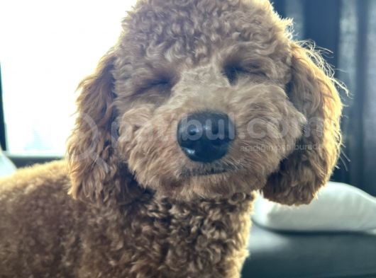 1 Yaş 2 Aylık Eğitimli Minyatür Poodle 7Kg görsel