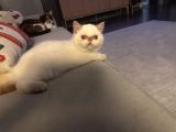 Exotic Shorthair Dişi-Erkek Son