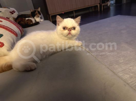 Exotic Shorthair Dişi-Erkek Son görsel