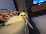 Exotic Shorthair Dişi-Erkek Son