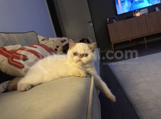 Exotic Shorthair Dişi-Erkek Son görsel