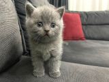 Tatlı British Shorthairlar