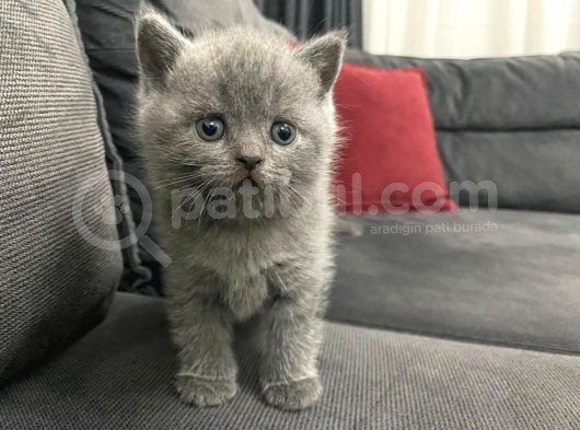 Tatlı British Shorthairlar görsel