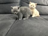 Tatlı British Shorthairlar