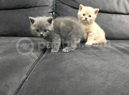 Tatlı British Shorthairlar görsel