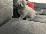 Tatlı British Shorthairlar