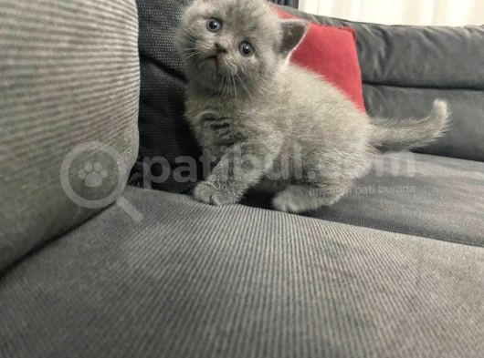 Tatlı British Shorthairlar görsel