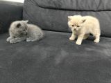 Tatlı British Shorthairlar