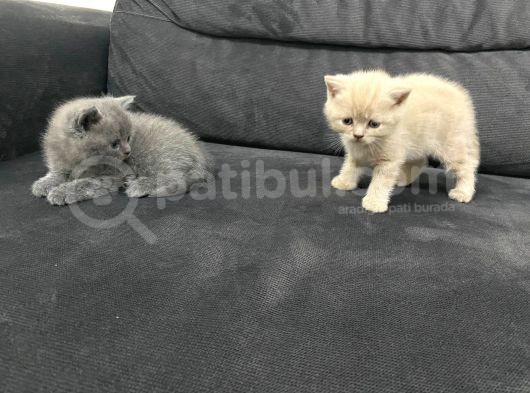 Tatlı British Shorthairlar görsel