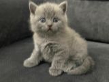 Tatlı British Shorthairlar