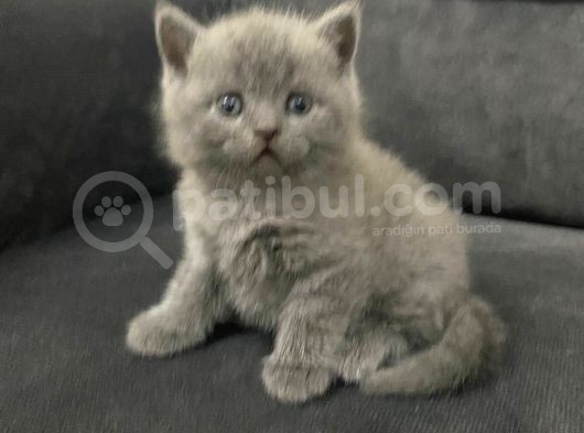 Tatlı British Shorthairlar görsel