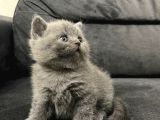 Tatlı British Shorthairlar