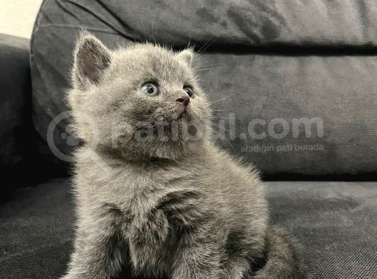 Tatlı British Shorthairlar görsel