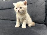 Tatlı British Shorthairlar