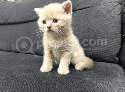 Tatlı British Shorthairlar görsel