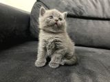 Tatlı British Shorthairlar