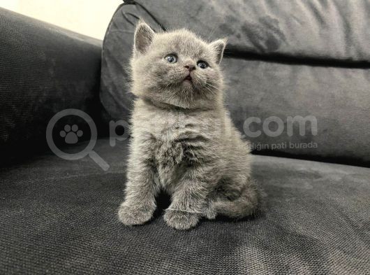 Tatlı British Shorthairlar görsel