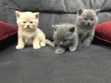 tatlı British Shorthairlar