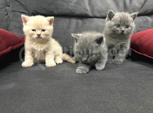 Tatlı British Shorthairlar