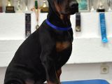 Show Kali̇tede Ülkeni̇n En İyi̇ Doberman Yavrulari