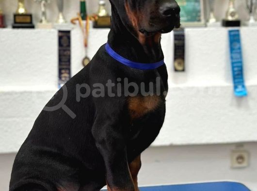 Show Kali̇tede Ülkeni̇n En İyi̇ Doberman Yavrulari görsel