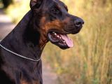 Show Kali̇tede Ülkeni̇n En İyi̇ Doberman Yavrulari
