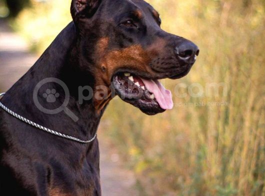 Show Kali̇tede Ülkeni̇n En İyi̇ Doberman Yavrulari görsel