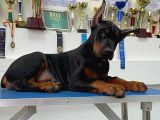 Show Kali̇tede Ülkeni̇n En İyi̇ Doberman Yavrulari