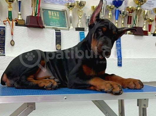 Show Kali̇tede Ülkeni̇n En İyi̇ Doberman Yavrulari görsel