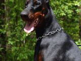 Show Kali̇tede Ülkeni̇n En İyi̇ Doberman Yavrulari
