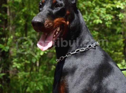 SHOW KALİTEDE ÜLKENİN EN İYİ DOBERMAN YAVRULARI
