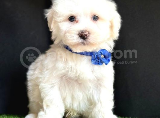 Maltese Mini Sevimli Yavrular görsel
