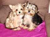 0 Numr morkie yavrularımız