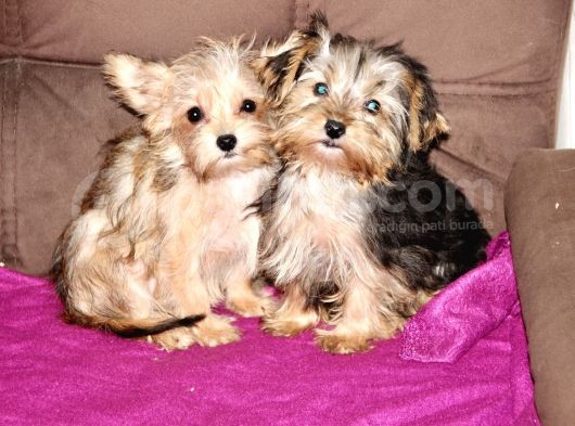 0 Numr Morkie Yavrularımız