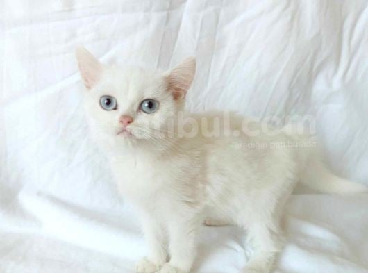 British Sorthair White - Ücretsiz Açıklamayı Okuyun