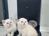 Aile Sıcaklığnda Büyüyen  Scottish Fold British Yvrlr