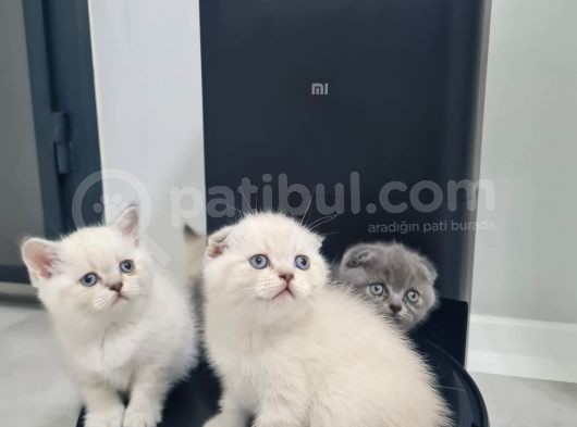 Aile Sıcaklığnda Büyüyen  Scottish Fold British Yvrlr görsel