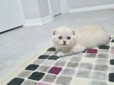 Aile Sıcaklığnda Büyüyen  Scottish Fold British Yvrlr