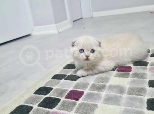 Aile Sıcaklığnda Büyüyen  Scottish Fold British Yvrlr görsel