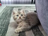 Aile Sıcaklığnda Büyüyen  Scottish Fold British Yvrlr