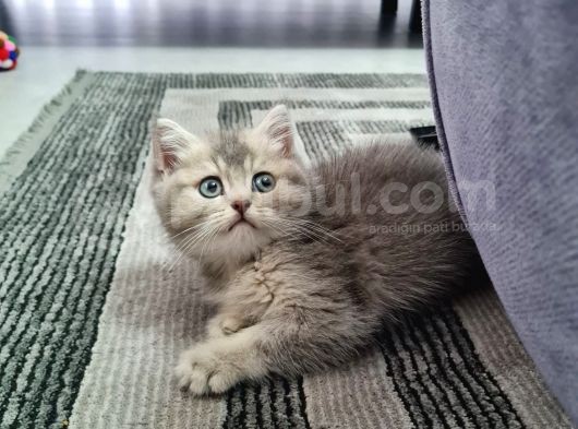 Aile Sıcaklığnda Büyüyen  Scottish Fold British Yvrlr görsel