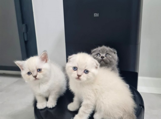 Aile Sıcaklığnda Büyüyen  Scottish Fold British Yvrlr görsel