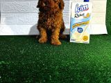 Orijinal Toy Poodle Yavrular