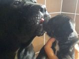 Koca Kafa Cane Corso  Yavrularımız