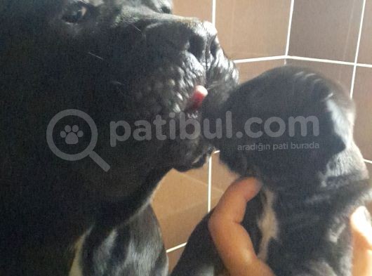 Koca Kafa Cane Corso  Yavrularımız görsel