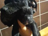 Koca Kafa Cane Corso  Yavrularımız
